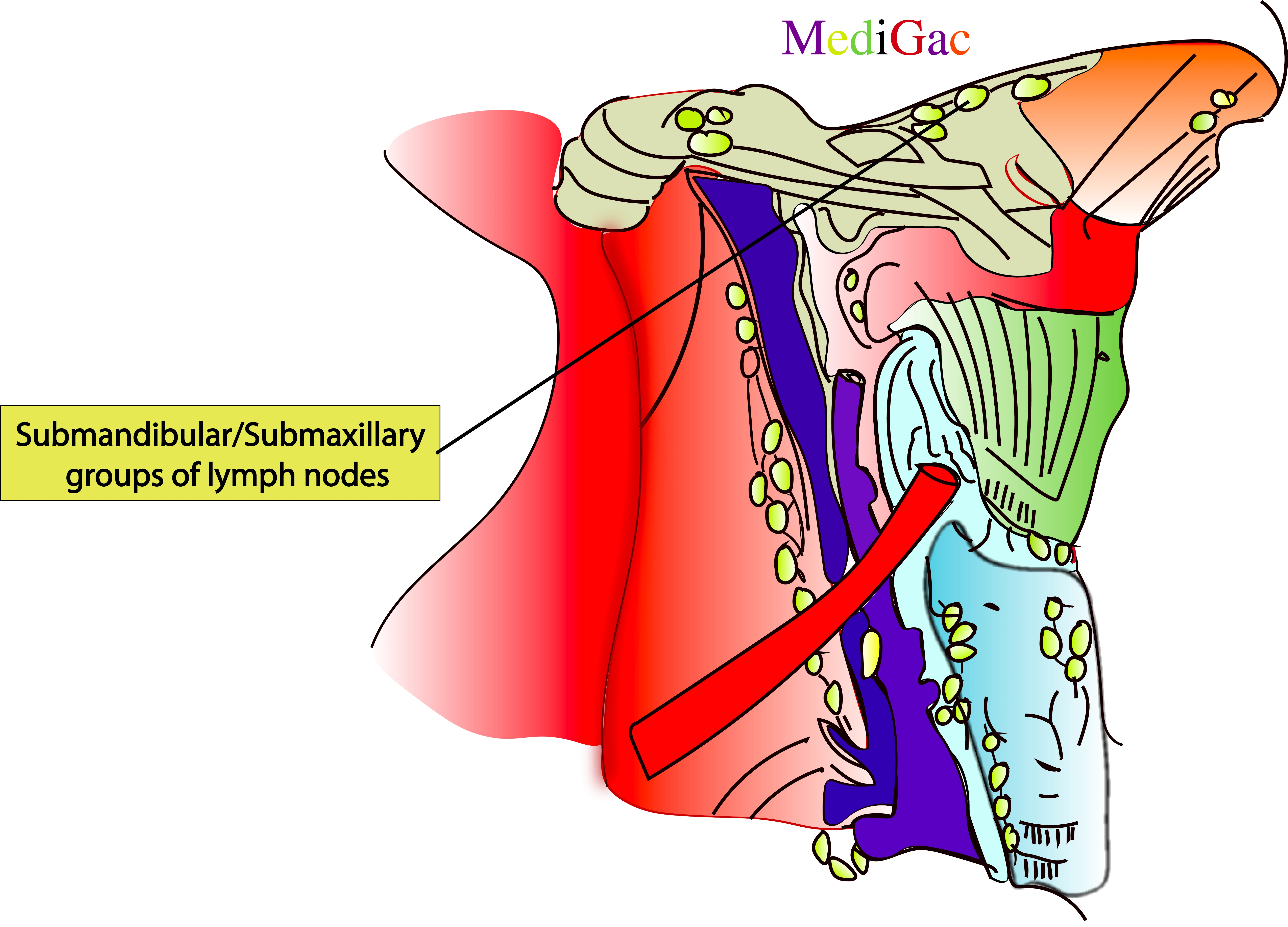 Submandibular and submaxillary lymph nodes